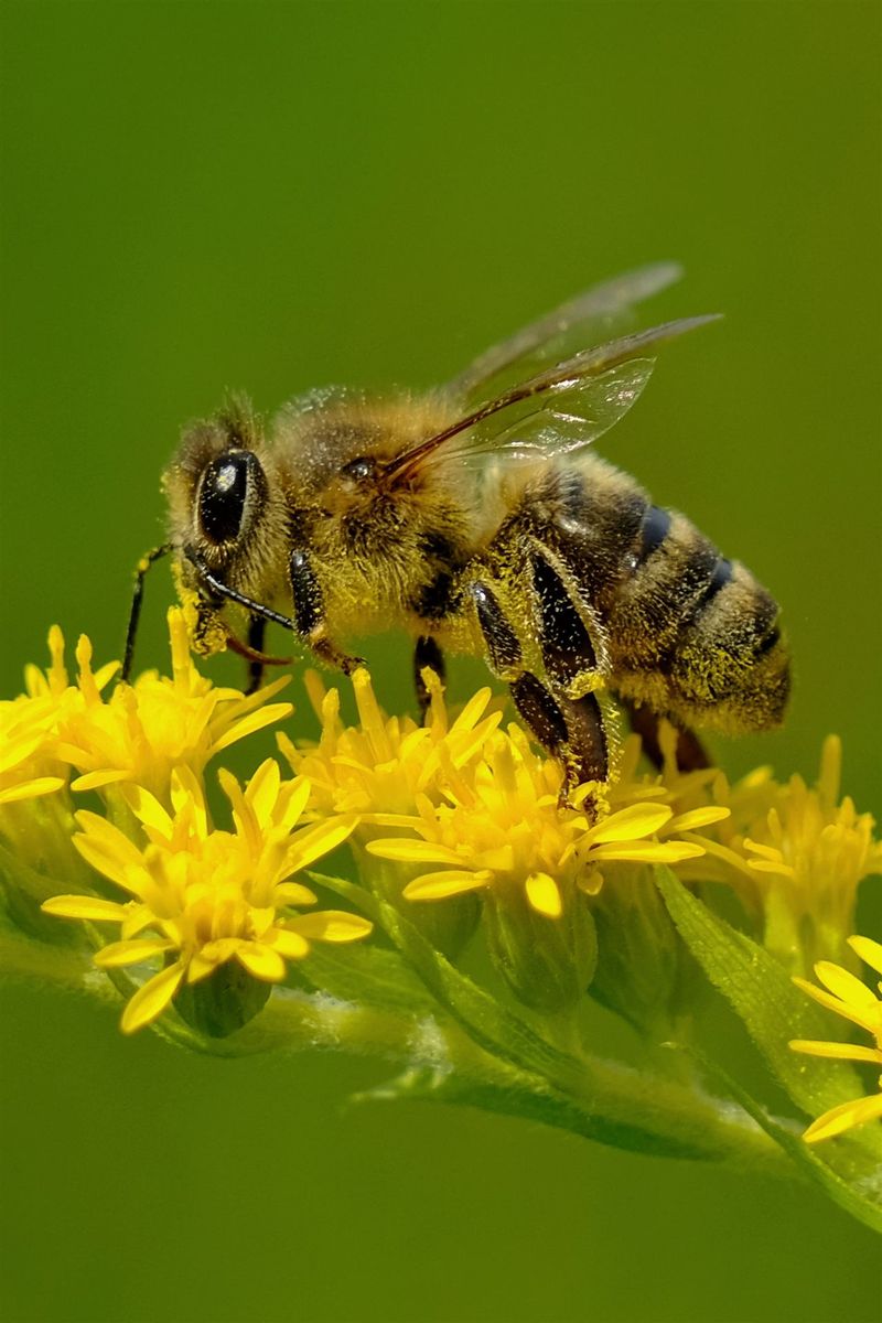Biene auf einer Wildblume