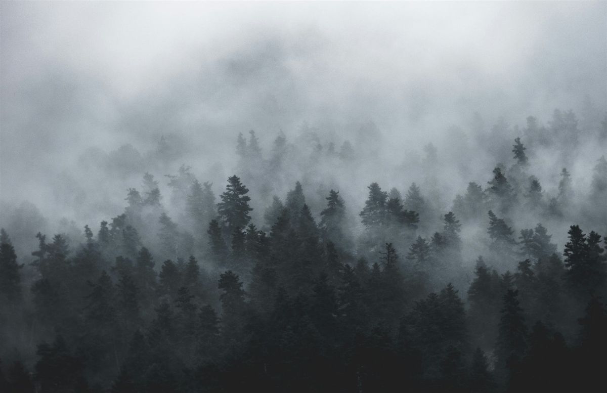 Nebliger Wald im Morgenlicht