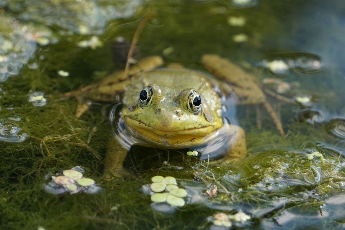 Frosch auf einem Seerosenblatt