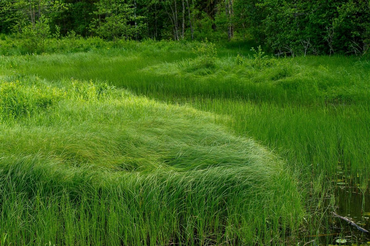 Wildblumenwiese